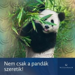 bambuszpandakicsi.jpeg